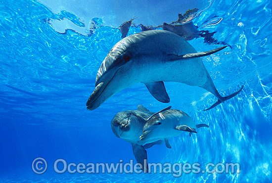 Indo-Pacific Bottlenose Dolphin (Tursiops aduncas) - mother and companion with 6 week old calf. Coastal New South Wales, Australia Photo - Gary Bell Indo-Pacific Bottlenose Dolphin (Tursiops aduncas) - mother and companion with 6 week old calf. Coastal New South Wales, Australia Photo - Gary Bell