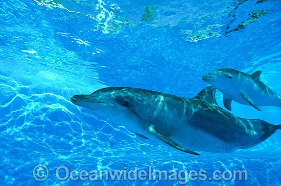 Bottlenose Dolphin mother and calf photo