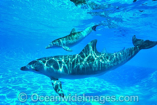 Bottlenose Dolphin mother and baby photo