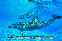 Bottlenose Dolphin mother and baby Photo - Gary Bell