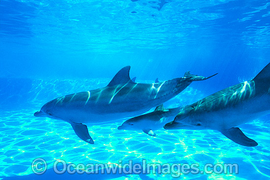 Bottlenose Dolphin mother and companion photo