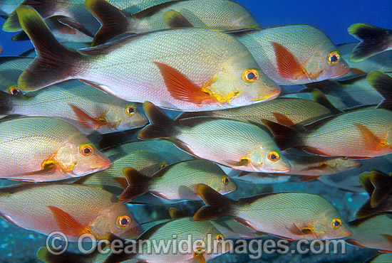 Humpback Snapper Lutjanus gibbus photo