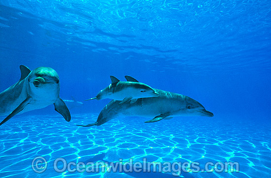 Bottlenose Dolphin photo