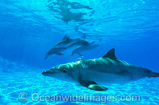 Indo-Pacific Bottlenose Dolphin pod photo