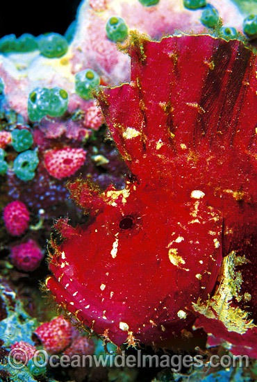 Leaf Scorpionfish (Taenianotus triacanthus) - red phase. Also known as Paper Scorpionfish. Indo-Pacific Photo - Gary Bell