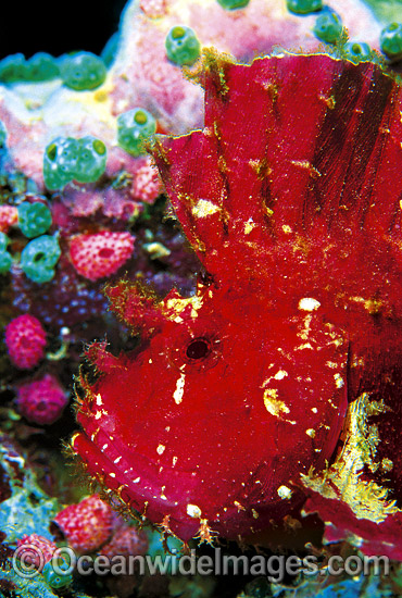 Leaf Scorpionfish Taenianotus triacanthus photo Leaf Scorpionfish Taenianotus triacanthus photo