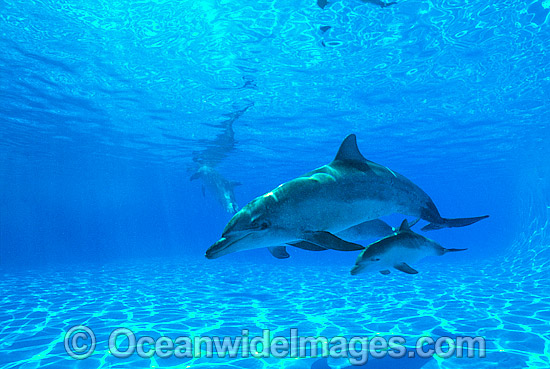 Indo-Pacific Bottlenose Dolphin mother and baby photo