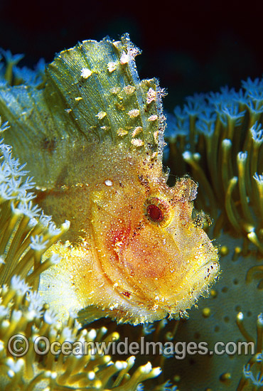 Leaf Scorpionfish (Taenianotus triacanthus) - yellow phase. Also known as Paper Scorpionfish. Indo-Pacific Photo - Gary Bell Leaf Scorpionfish (Taenianotus triacanthus) - yellow phase. Also known as Paper Scorpionfish. Indo-Pacific Photo - Gary Bell