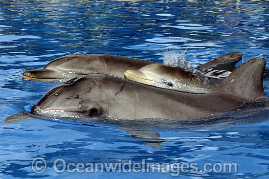 Indo-Pacific Bottlenose Dolphin (Tursiops aduncas) - mother and companion with 6 week old calf on surface. Coastal New South Wales, Australia Photo - Gary Bell Indo-Pacific Bottlenose Dolphin (Tursiops aduncas) - mother and companion with 6 week old calf on surface. Coastal New South Wales, Australia Photo - Gary Bell