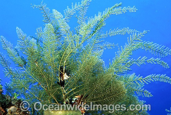 Stinging Hydroid (Aglaophenia cupressina). Also known as Fire Hydroid. Bali, Indonesia. Within the Coral Triangle. Photo - Gary Bell