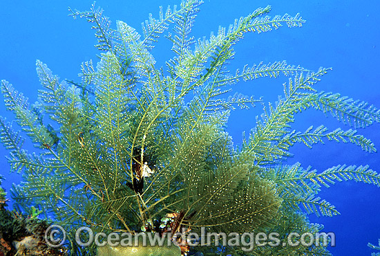 Stinging Hydroid Aglaophenia cupressina photo