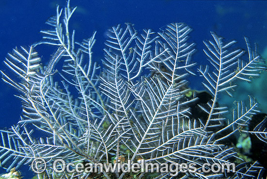 Hydroid Gymnangium gracilicaule photo Hydroid Gymnangium gracilicaule photo