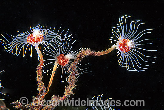 Hydroid (Ralpharia magnifica) - colony. Western Port Bay, Victoria, Australia Photo - Gary Bell Hydroid (Ralpharia magnifica) - colony. Western Port Bay, Victoria, Australia Photo - Gary Bell