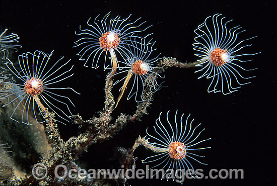 Hydroid Ralpharia magnifica colony photo