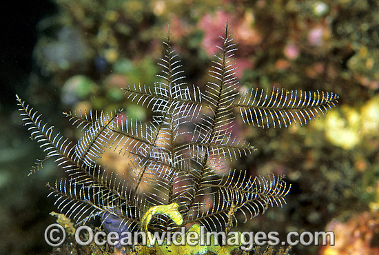 Stinging Hydroid (Macrorhynchia philippina). Also known as Fire Hydroid. Great Barrier Reef, Queensland, Australia Photo - Gary Bell Stinging Hydroid (Macrorhynchia philippina). Also known as Fire Hydroid. Great Barrier Reef, Queensland, Australia Photo - Gary Bell