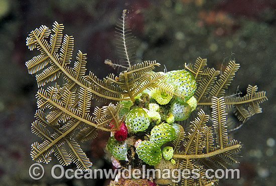 Stinging Hydroid photo