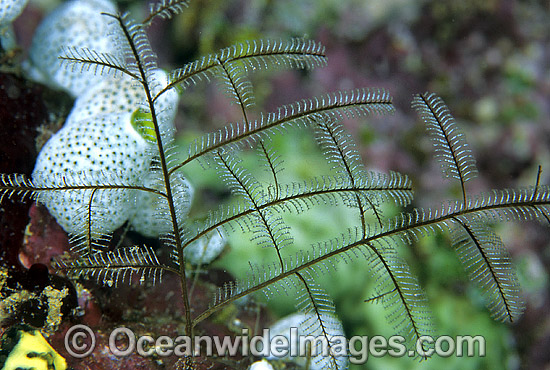 Stinging Hydroid (Possibly: Macrorhynchia sp). Also known as Fire Hydroid. Bali, Indonesia. Within the Coral Triangle. Photo - Gary Bell Stinging Hydroid (Possibly: Macrorhynchia sp). Also known as Fire Hydroid. Bali, Indonesia. Within the Coral Triangle. Photo - Gary Bell