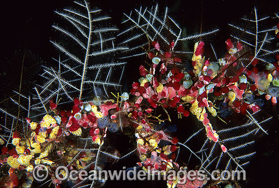 Hydroid (Gymnangium gracilicaule) amongst Sea Tunicates. Bali, Indonesia Photo - Gary Bell Hydroid (Gymnangium gracilicaule) amongst Sea Tunicates. Bali, Indonesia Photo - Gary Bell