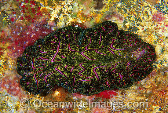 Polyclad Flatworm Pseudobiceros bedfordi photo Polyclad Flatworm Pseudobiceros bedfordi photo