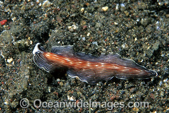 Polyclad Flatworm (Undescribed species). Bail, Indonesia Photo - Gary Bell