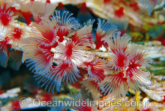 Tubeworm Filogranella elatensis colony photo