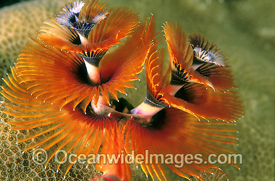 Christmas Tree Worm photo