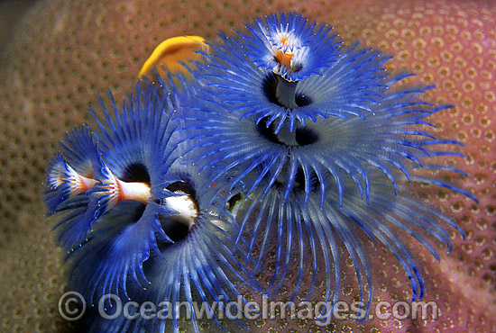 Christmas Tree Worm (Spirobranchus giganteus). Great Barrier Reef, Queensland, Australia Photo - Gary Bell Christmas Tree Worm (Spirobranchus giganteus). Great Barrier Reef, Queensland, Australia Photo - Gary Bell