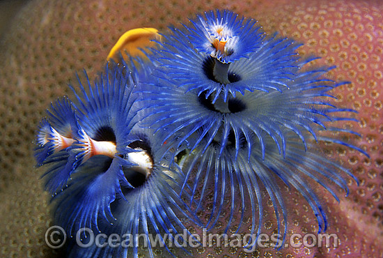 Christmas Tree Worm Spirobranchus giganteus photo