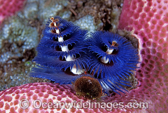 Christmas Tree Worm Spirobranchus giganteus photo