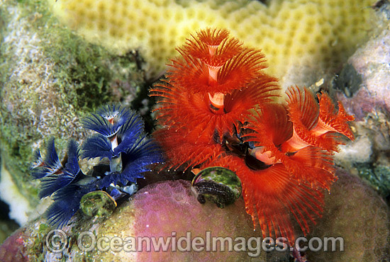 Christmas Tree Worm photo