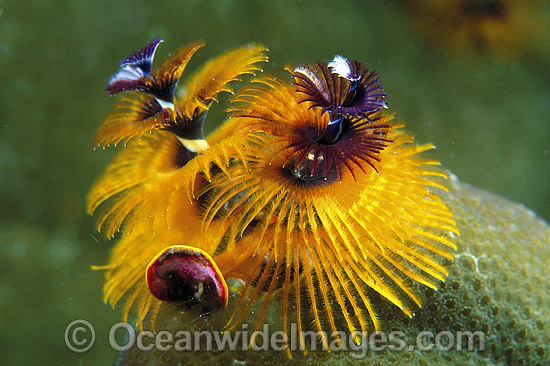 Christmas Tree Worm Spirobranchus giganteus photo