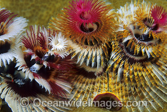 Christmas Tree Worm (Spirobranchus giganteus). Great Barrier Reef, Queensland, Australia Photo - Gary Bell Christmas Tree Worm (Spirobranchus giganteus). Great Barrier Reef, Queensland, Australia Photo - Gary Bell