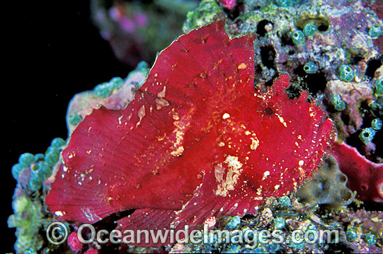 Leaf Scorpionfish (Taenianotus triacanthus) - red phase. Also known as Paper Scorpionfish. Indo-Pacific Photo - Gary Bell Leaf Scorpionfish (Taenianotus triacanthus) - red phase. Also known as Paper Scorpionfish. Indo-Pacific Photo - Gary Bell