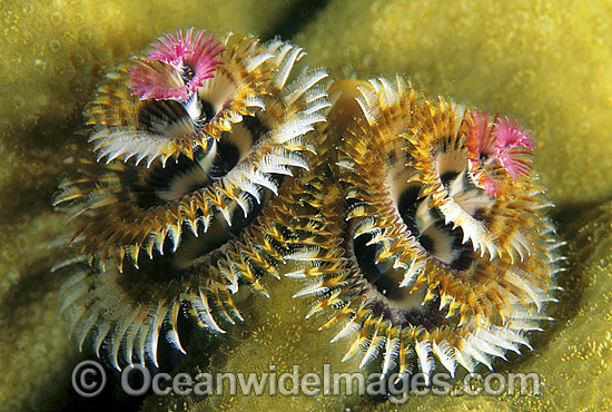 Christmas Tree Worm Spirobranchus giganteus photo