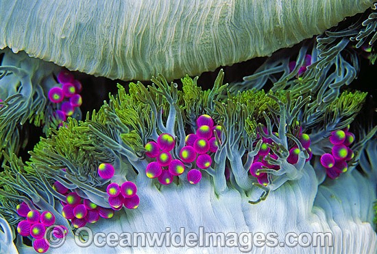 Grape-like Sea Anemone Actineria sp. photo