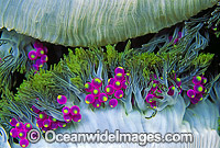 Grape-like Sea Anemone Actineria sp. Photo - Gary Bell