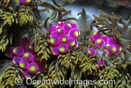 Grape-like Sea Anemone photo Grape-like Sea Anemone photo