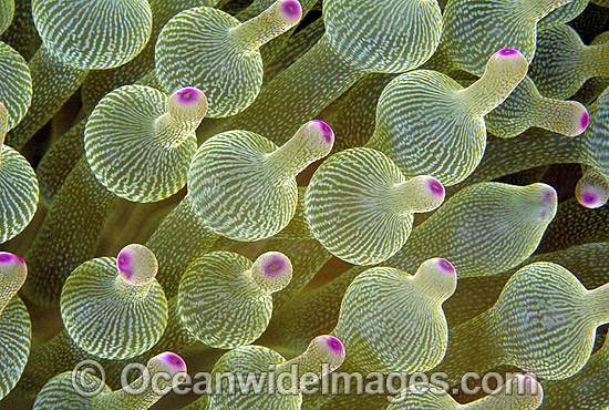 Bulb Tentacle Sea Anemone (Entacmaea quadricolor). Great Barrier Reef, Queensland, Australia Photo - Gary Bell Bulb Tentacle Sea Anemone (Entacmaea quadricolor). Great Barrier Reef, Queensland, Australia Photo - Gary Bell