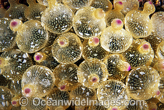 Bulb Tentacle Sea Anemone photo Bulb Tentacle Sea Anemone photo