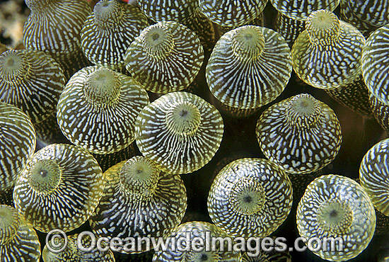 Bulb Tentacle Sea Anemone photo Bulb Tentacle Sea Anemone photo