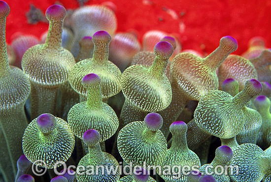 Bulb Tentacle Sea Anemone (Entacmaea quadricolor). Great Barrier Reef, Queensland, Australia Photo - Gary Bell