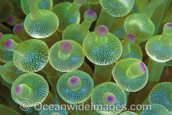 Bulb Tentacle Sea Anemone photo