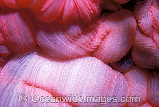 Close detail of the feeding mouth of a Sea Anemone (Heteractis magnifica). Great Barrier Reef, Queensland, Australia Photo - Gary Bell Close detail of the feeding mouth of a Sea Anemone (Heteractis magnifica). Great Barrier Reef, Queensland, Australia Photo - Gary Bell