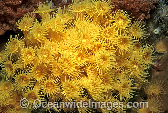 Colony of Yellow Zoanthids photo