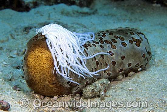 Leopard Sea Cucumber (Bohadschia argus) - with excruded sticky defensive threads called Cuvierian tubules. Great Barrier Reef, Queensland, Australia Photo - Gary Bell Leopard Sea Cucumber (Bohadschia argus) - with excruded sticky defensive threads called Cuvierian tubules. Great Barrier Reef, Queensland, Australia Photo - Gary Bell