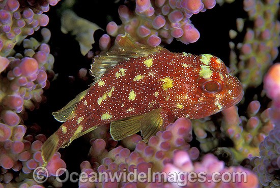 Coral Scorpionfish Sebastapistes cyanostigma photo