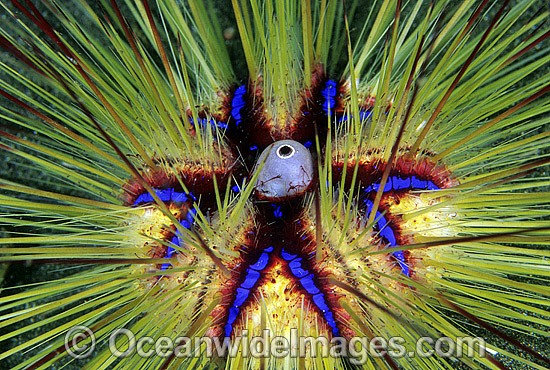 Sea Urchin (Possibly: Astropyga radiata). Bali, Indonesia Photo - Gary Bell