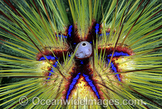 Sea Urchin Astropyga radiata photo Sea Urchin Astropyga radiata photo