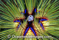 Sea Urchin Astropyga radiata Photo - Gary Bell