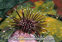 Sea Urchin Parasalenia gratiosa Photo - Gary Bell